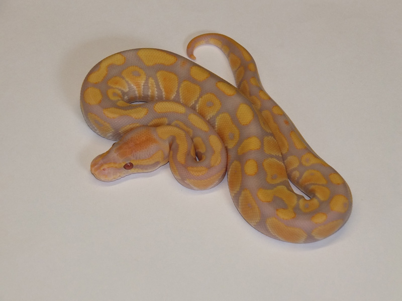 SunFire Albino