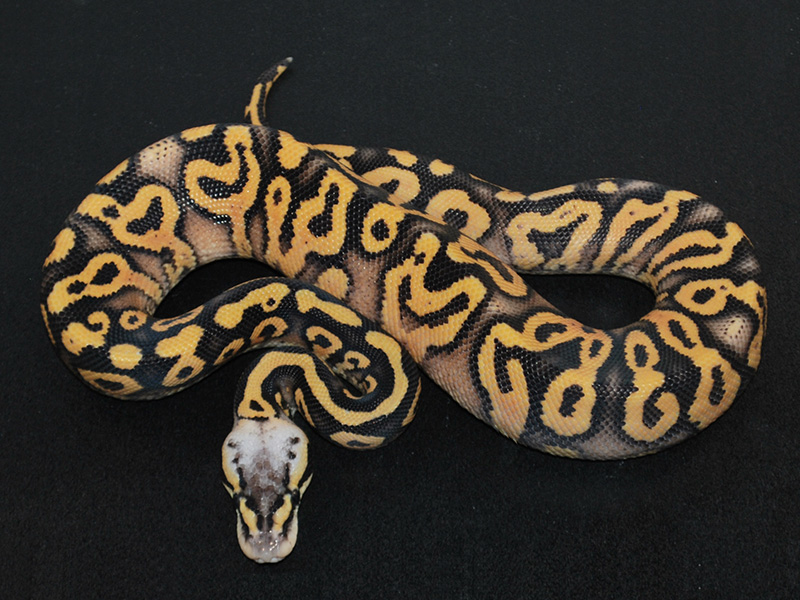 Super Alloy Super Pastel Yellow Belly