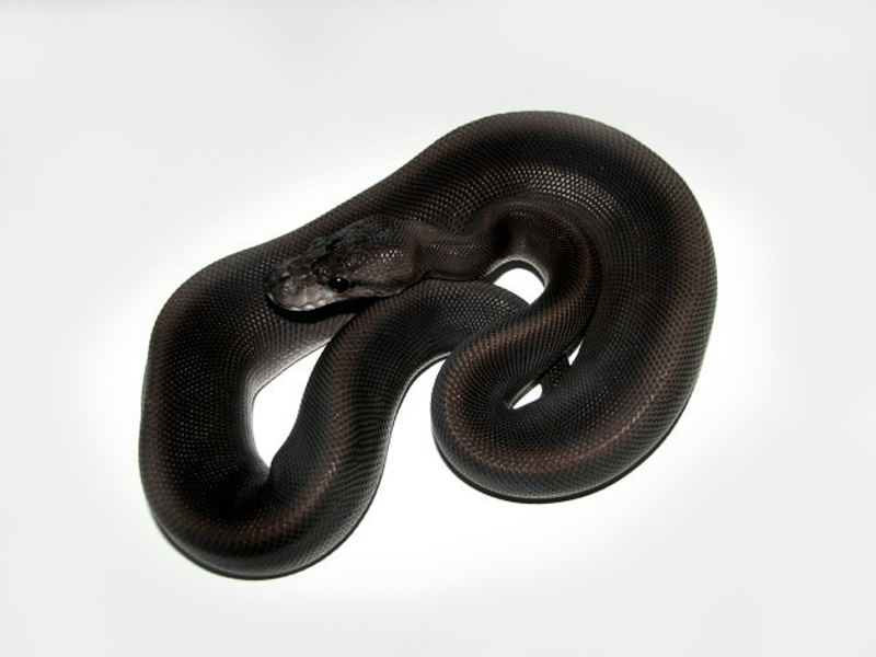 Black Pastel Ball Python Miniature // Figure // Ball Python 