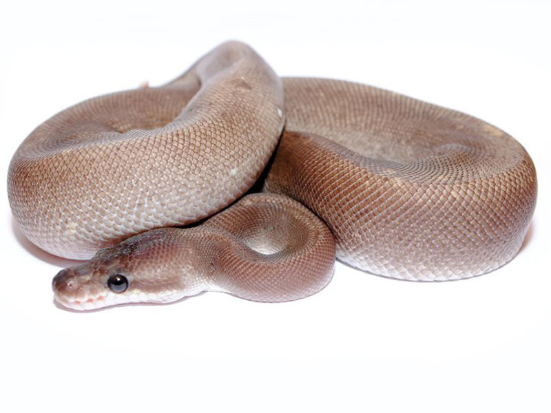 Super Cinnamon Woma