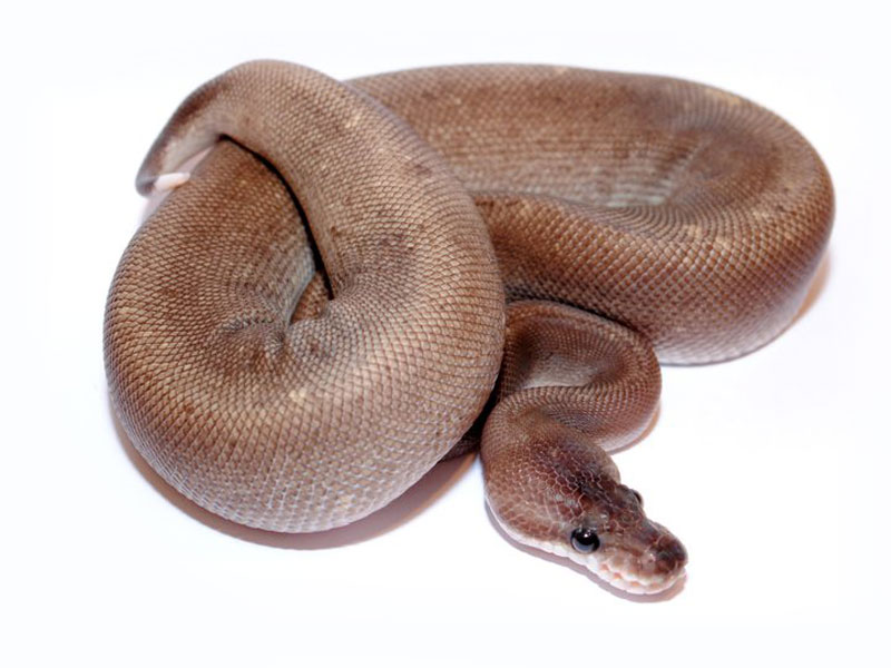 Super Cinnamon Woma