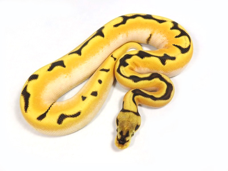 Super Dream Bee Yellow Belly
