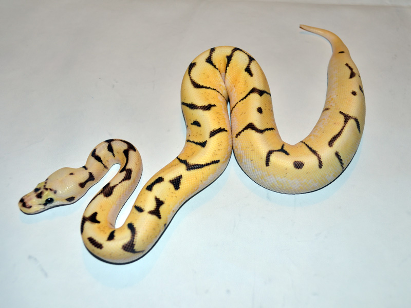 Super Enchi Fire Pastel Spider