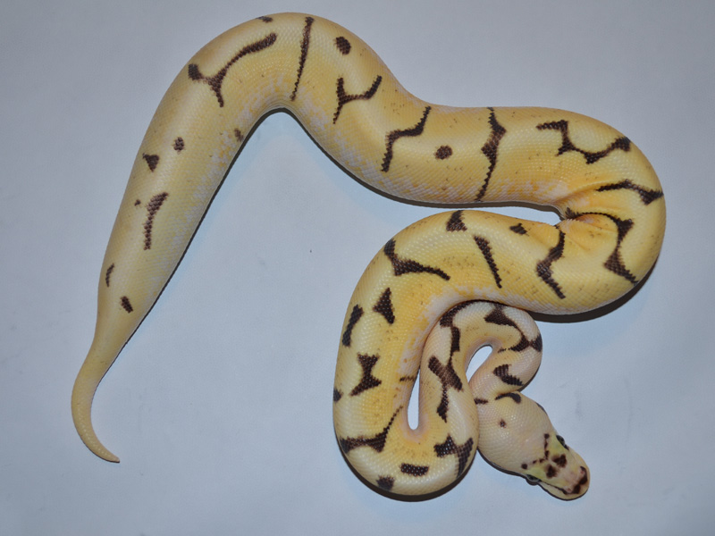 Super Enchi Fire Pastel Spider