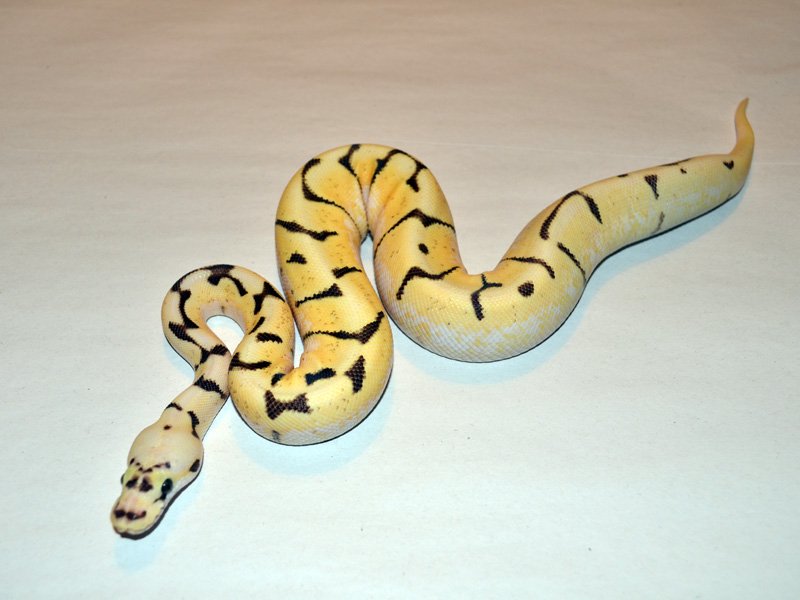 Super Enchi Fire Pastel Spider