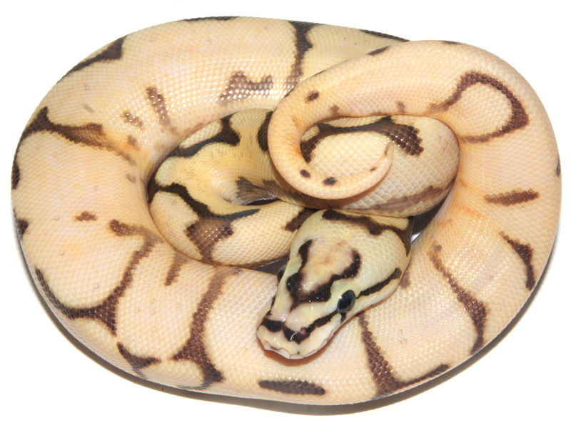 Super Enchi Harlequin Pastel Spider