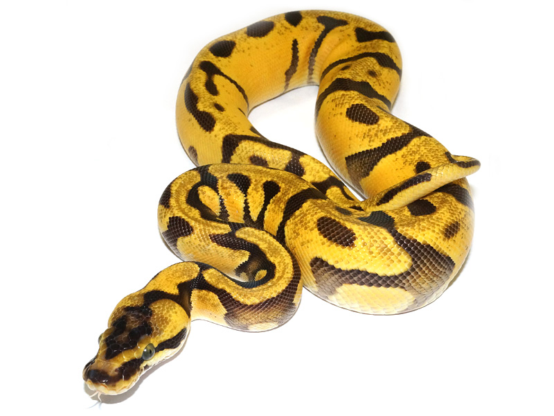 Super Enchi Harlequin Pastel