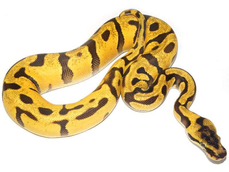 Super Enchi Harlequin Pastel