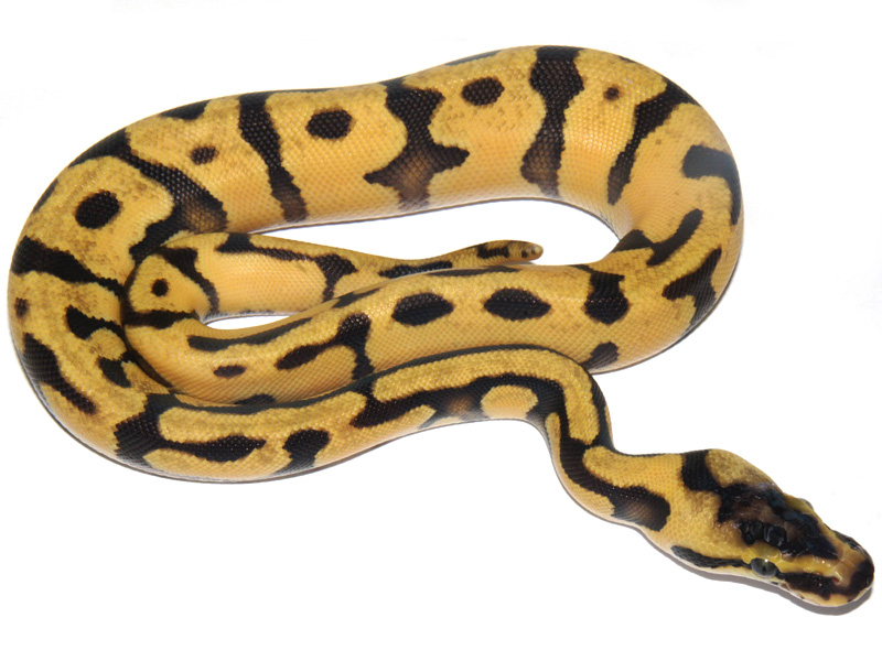 Super Enchi Harlequin Pastel