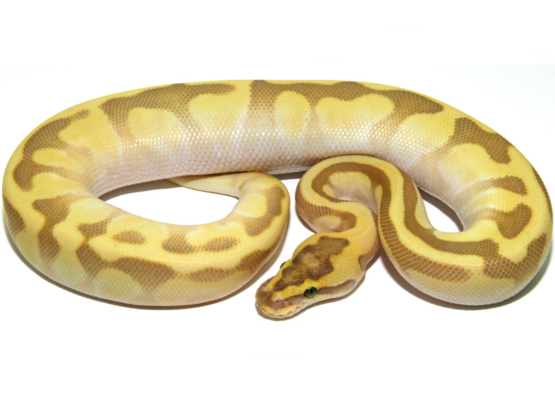 Super Enchi Lemonback Lesser