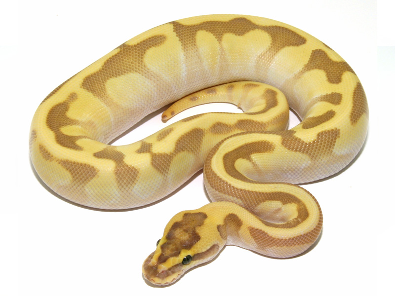 Super Enchi Lemonback Lesser