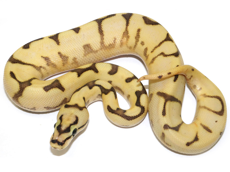 Super Enchi Lucifer Bee Yellow Belly