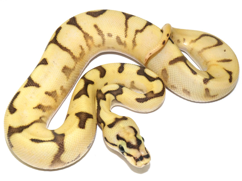 Super Enchi Lucifer Bee Yellow Belly