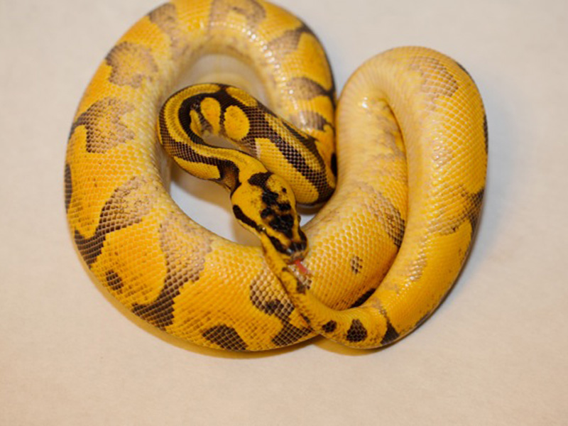 Super Enchi Pastel Yellow Belly