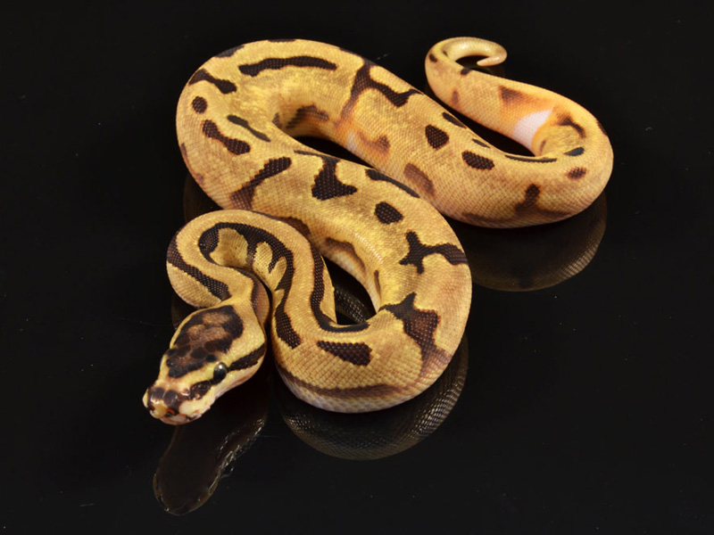 Super Enchi Pied