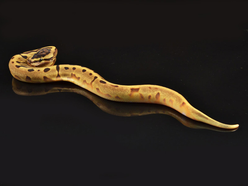 Super Enchi Pied