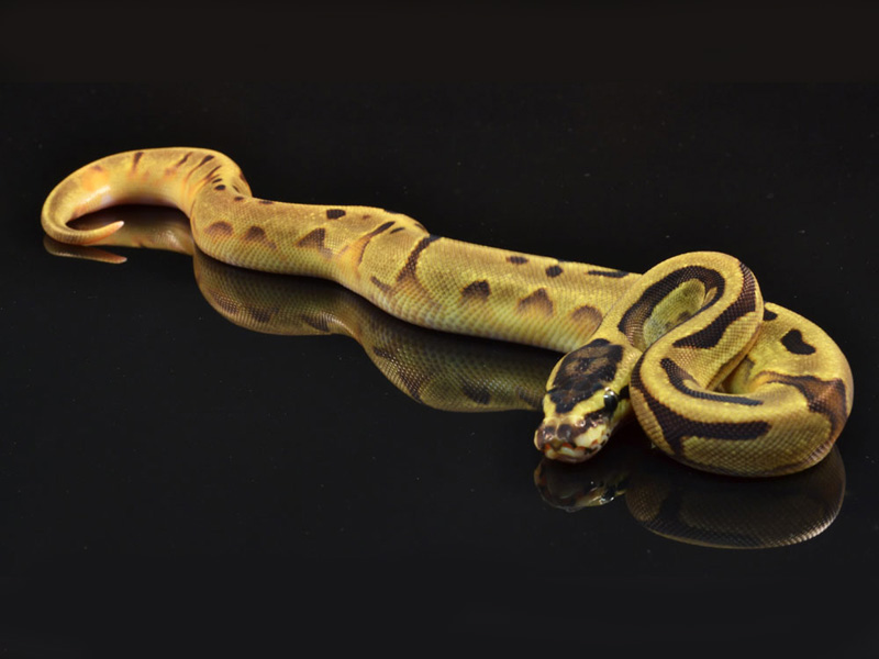 Super Enchi Pied