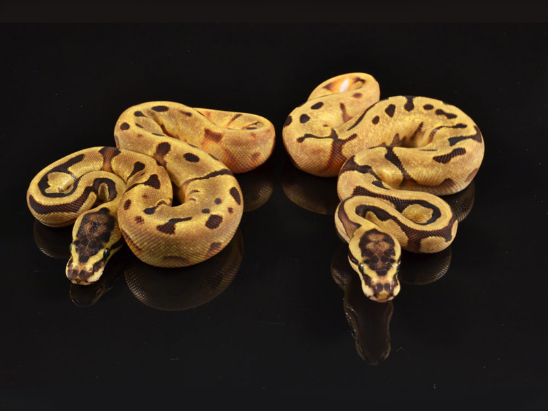 Super Enchi Pied