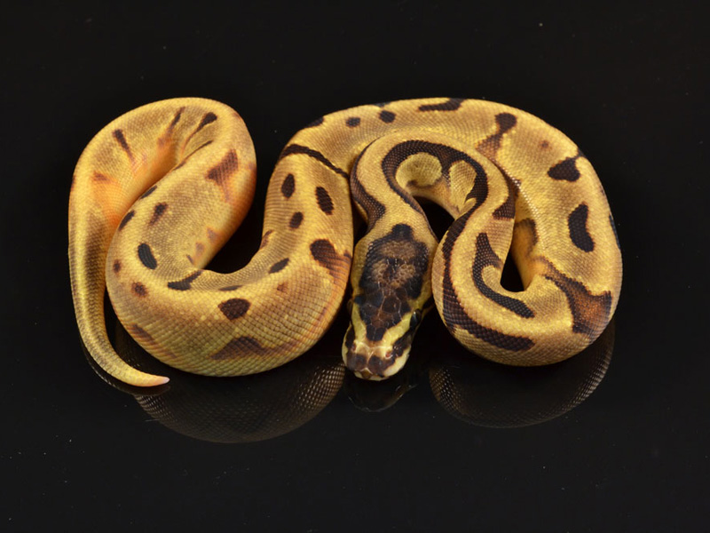 Super Enchi Pied