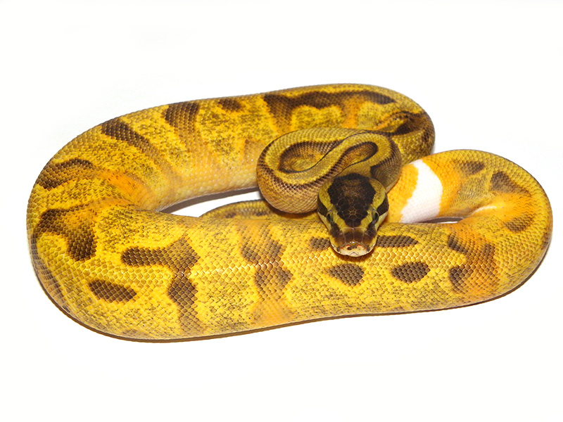 Super Enchi Pied