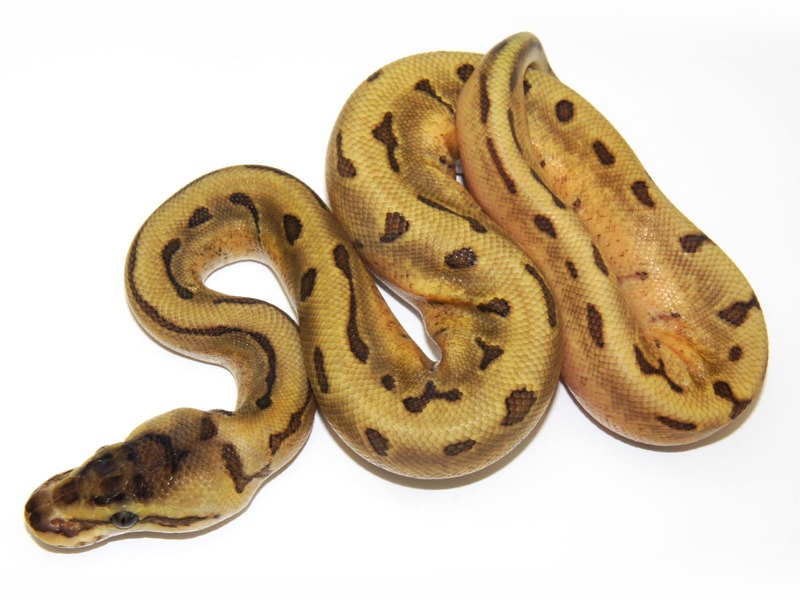 Super Enchi Pinstripe