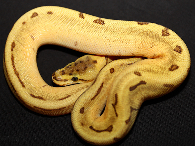 Super Enchi Pinstripe