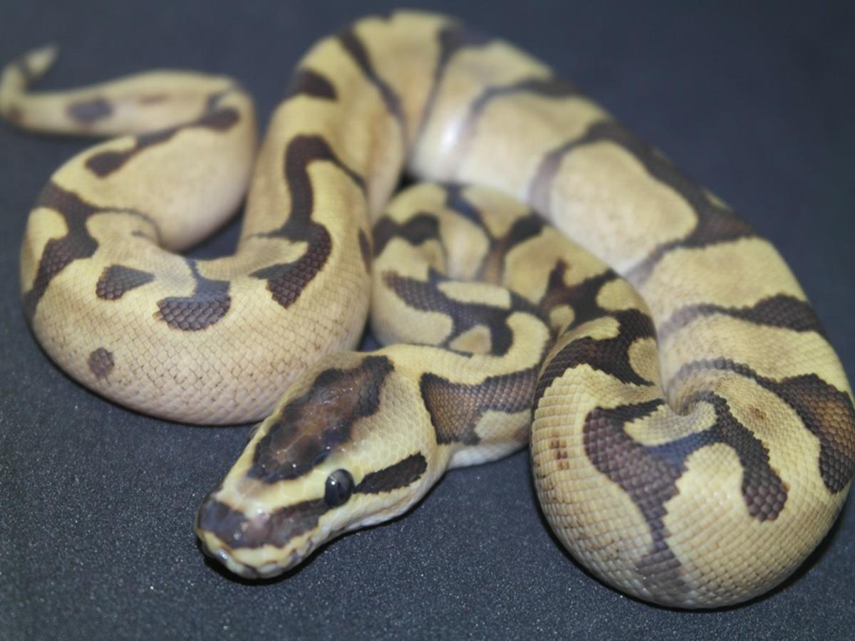 Super Enchi Vanilla