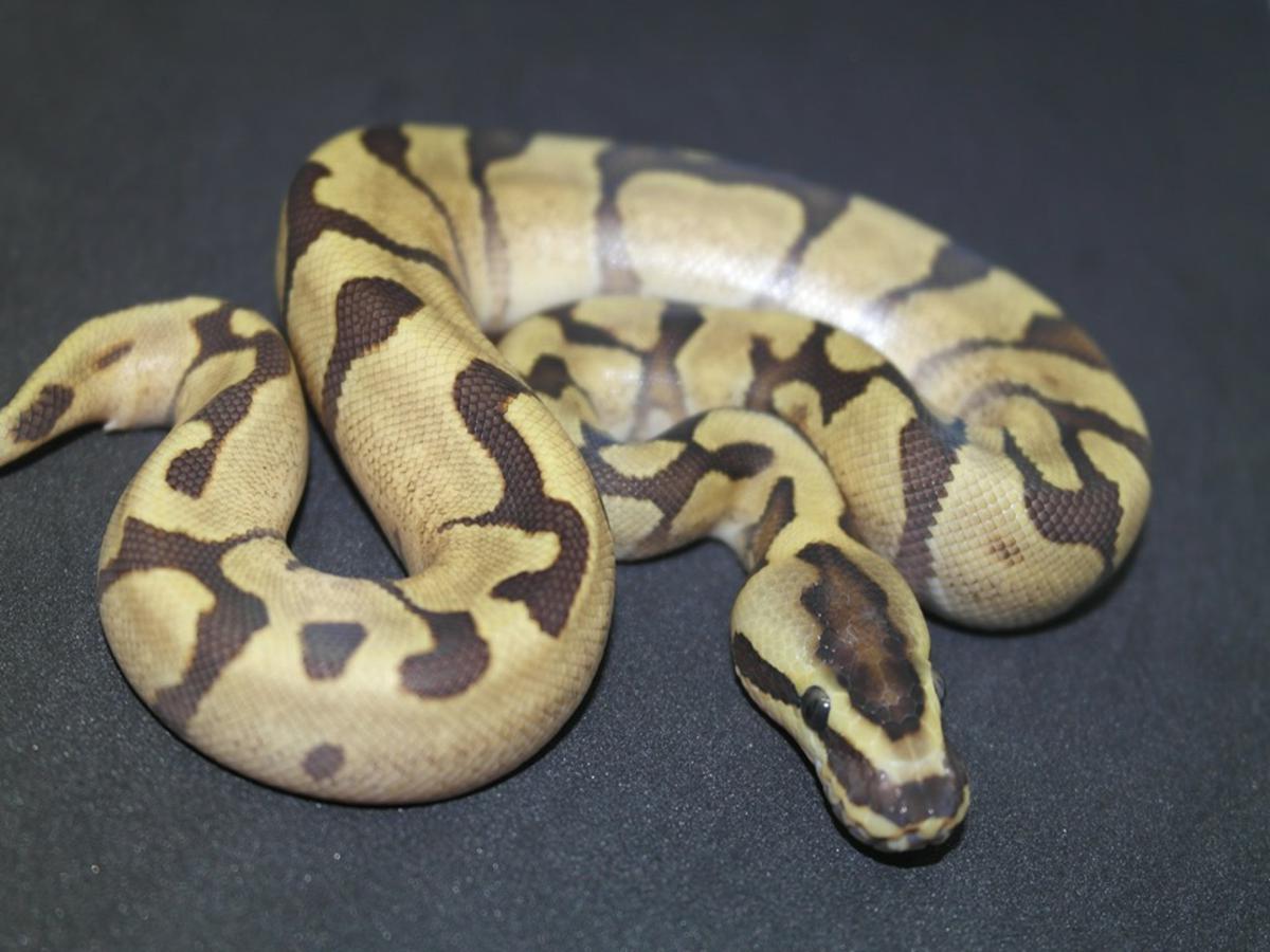 Super Enchi Vanilla