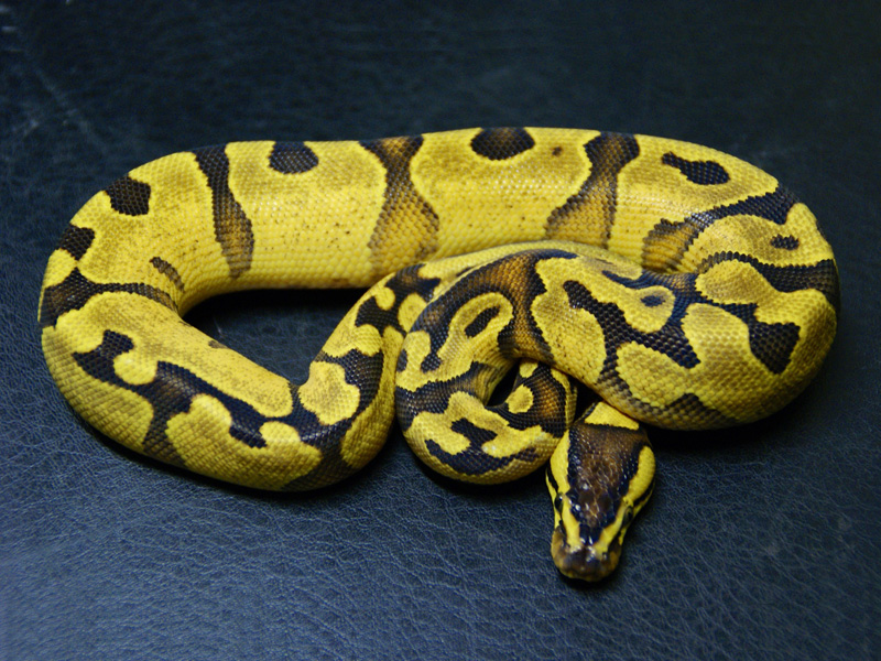 Super Enchi Yellow Belly