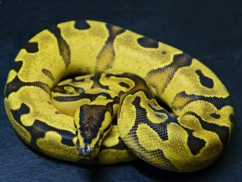 Super Enchi Yellow Belly