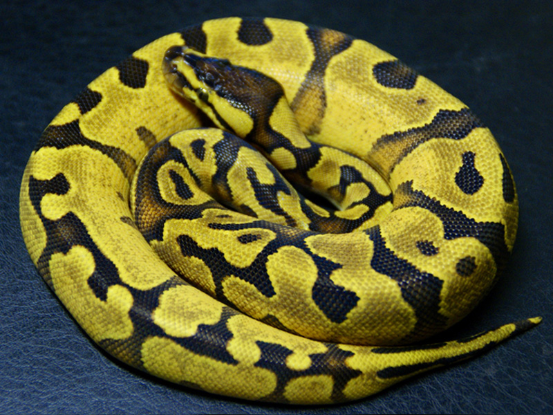 Super Enchi Yellow Belly