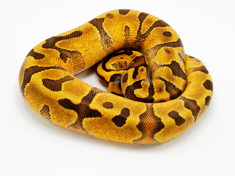 Super Enchi Yellow Belly