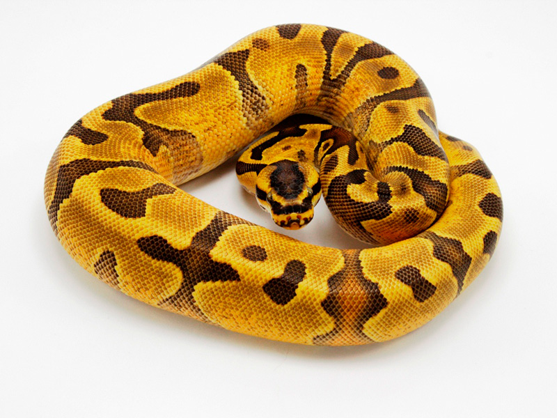 Super Enchi Yellow Belly