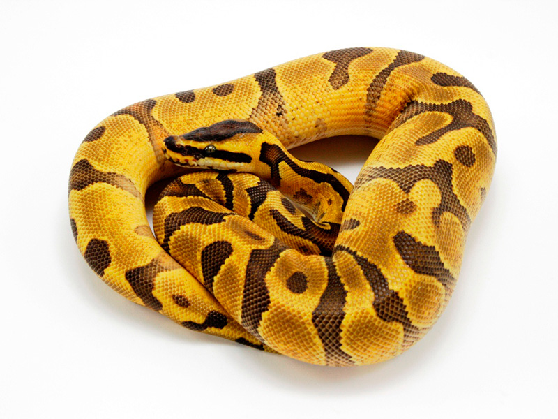 Super Enchi Yellow Belly