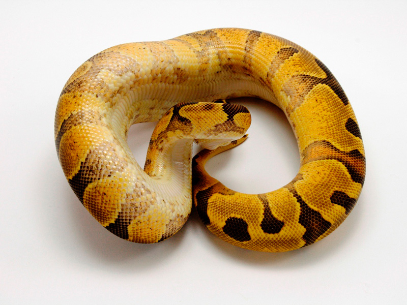 Super Enchi Yellow Belly