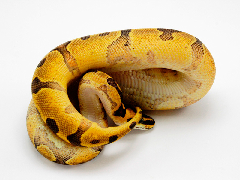 Super Enchi Yellow Belly