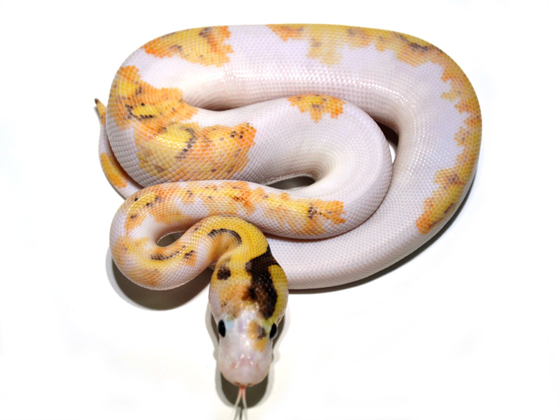 Super Fire Enchi