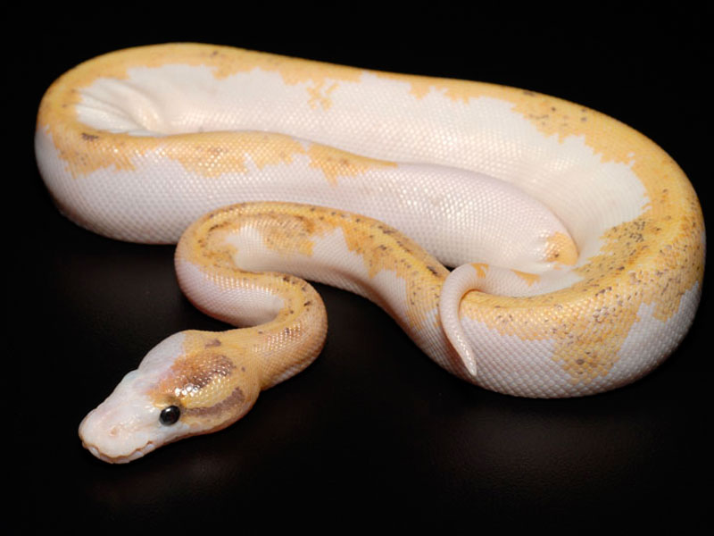 Not only Lesser Mojave Ball Python, you could also find another pics such a...