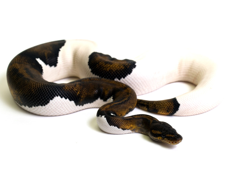 Super Java Pied