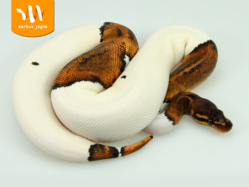 Super Java Pied