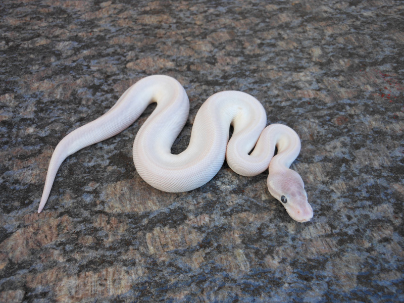 Super Mojave Caramel Albino