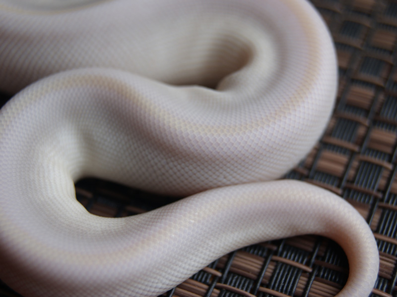 Super Mojave Yellow Belly