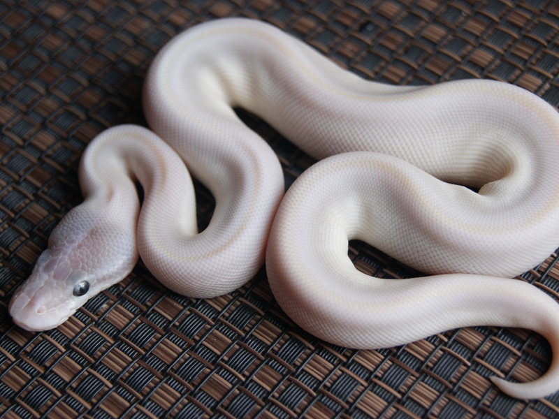 Super Mojave Yellow Belly