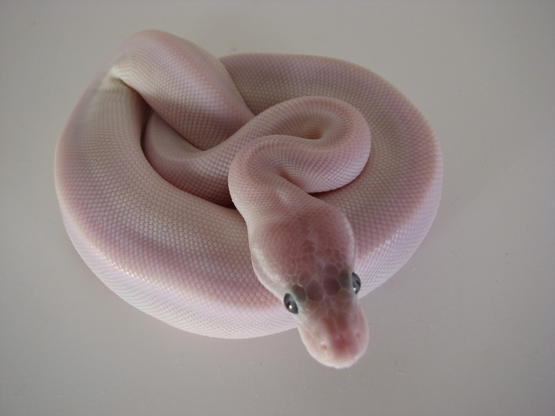 Super Mojave