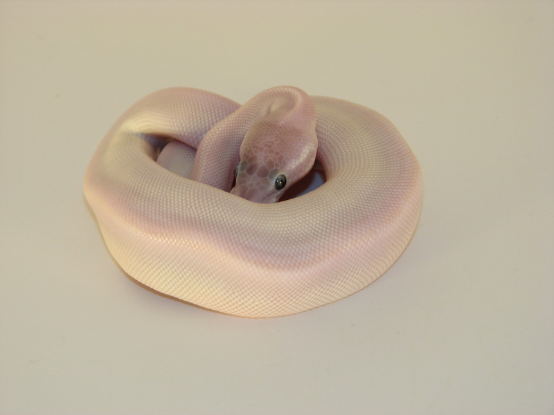 Super Mojave