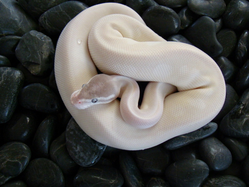 Super Mojave