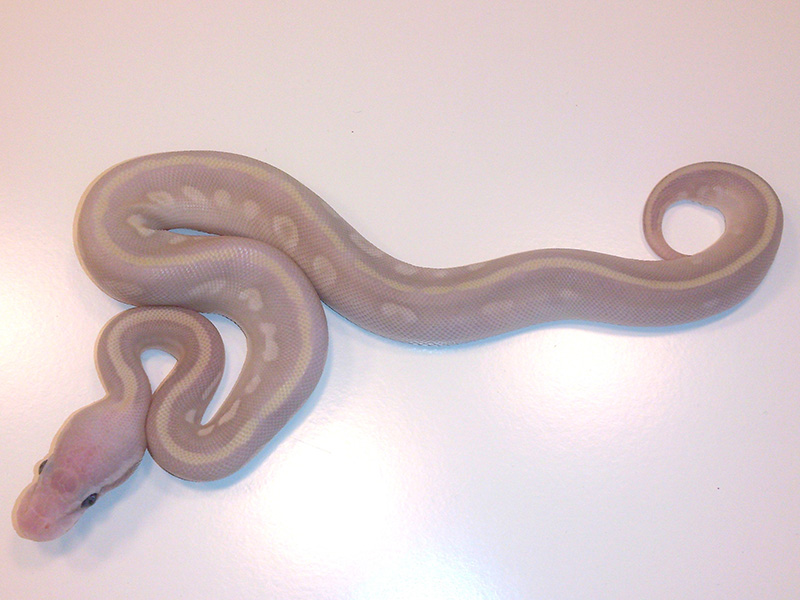 Super Mystic Banana Pastel - Morph List - World of Ball Pythons