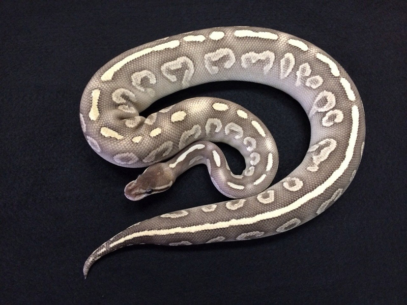 Super Mystic Het Red Axanthic