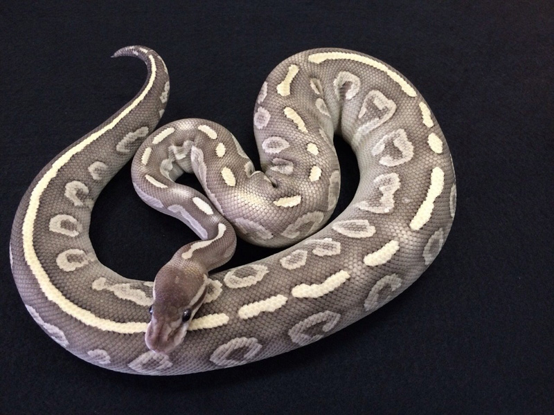 Super Mystic Het Red Axanthic