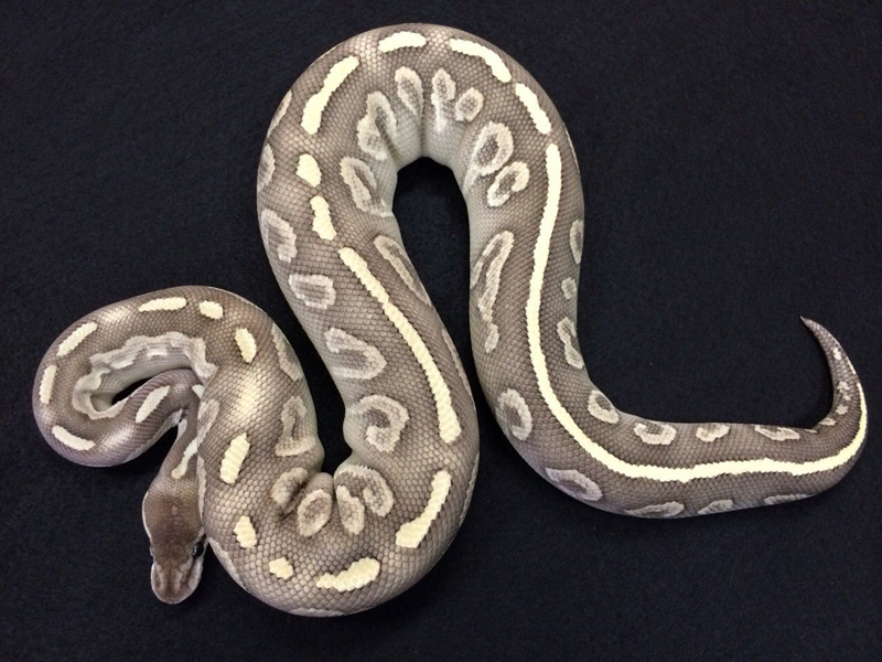 Super Mystic Het Red Axanthic